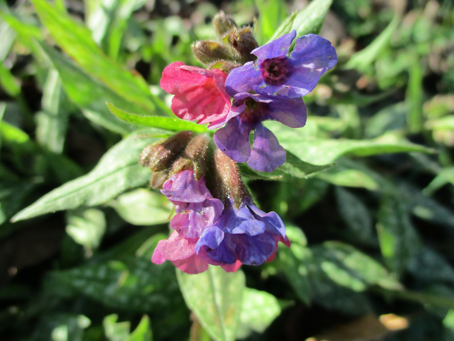 pulmonaria