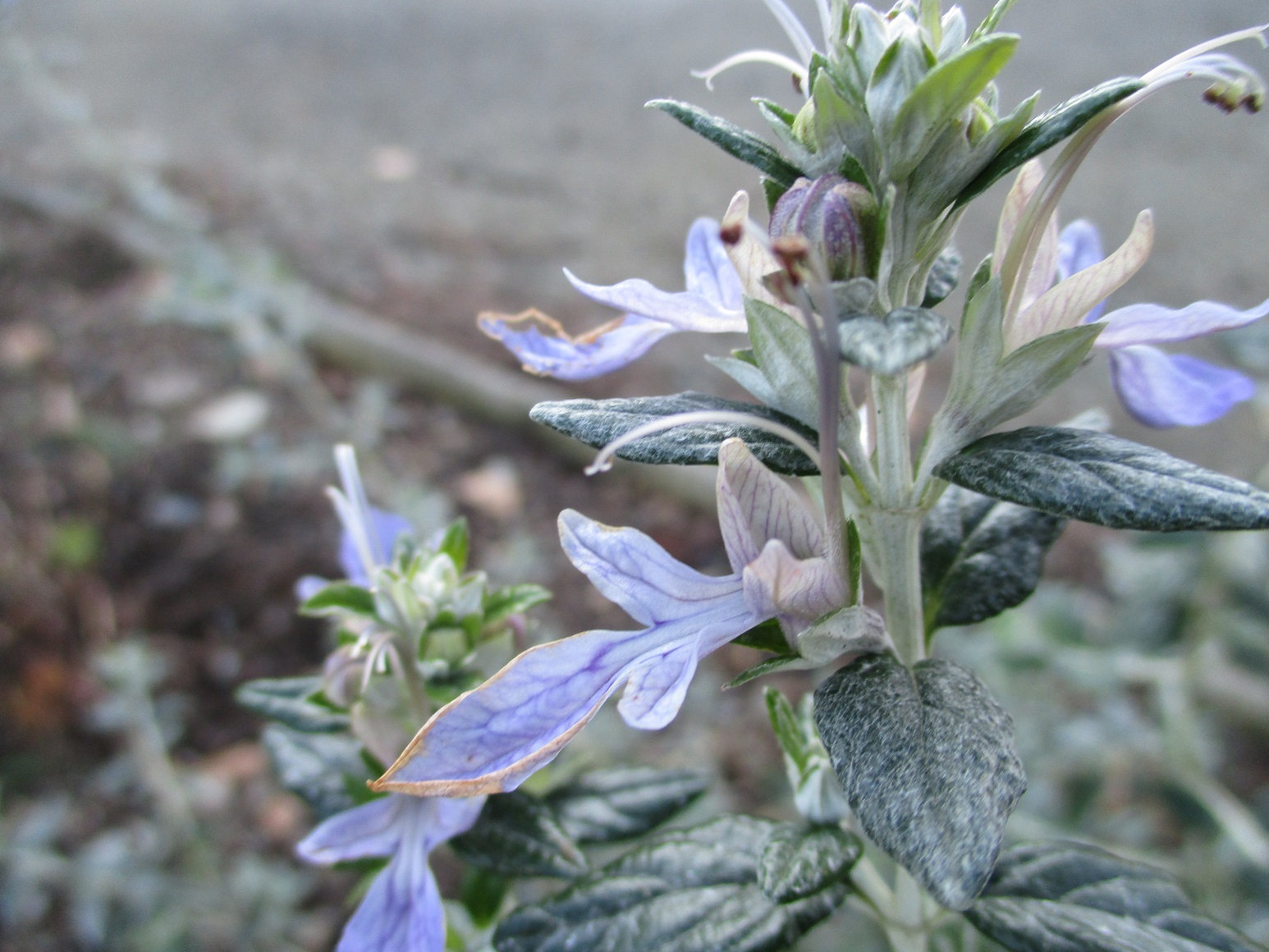 teucrium fruticans