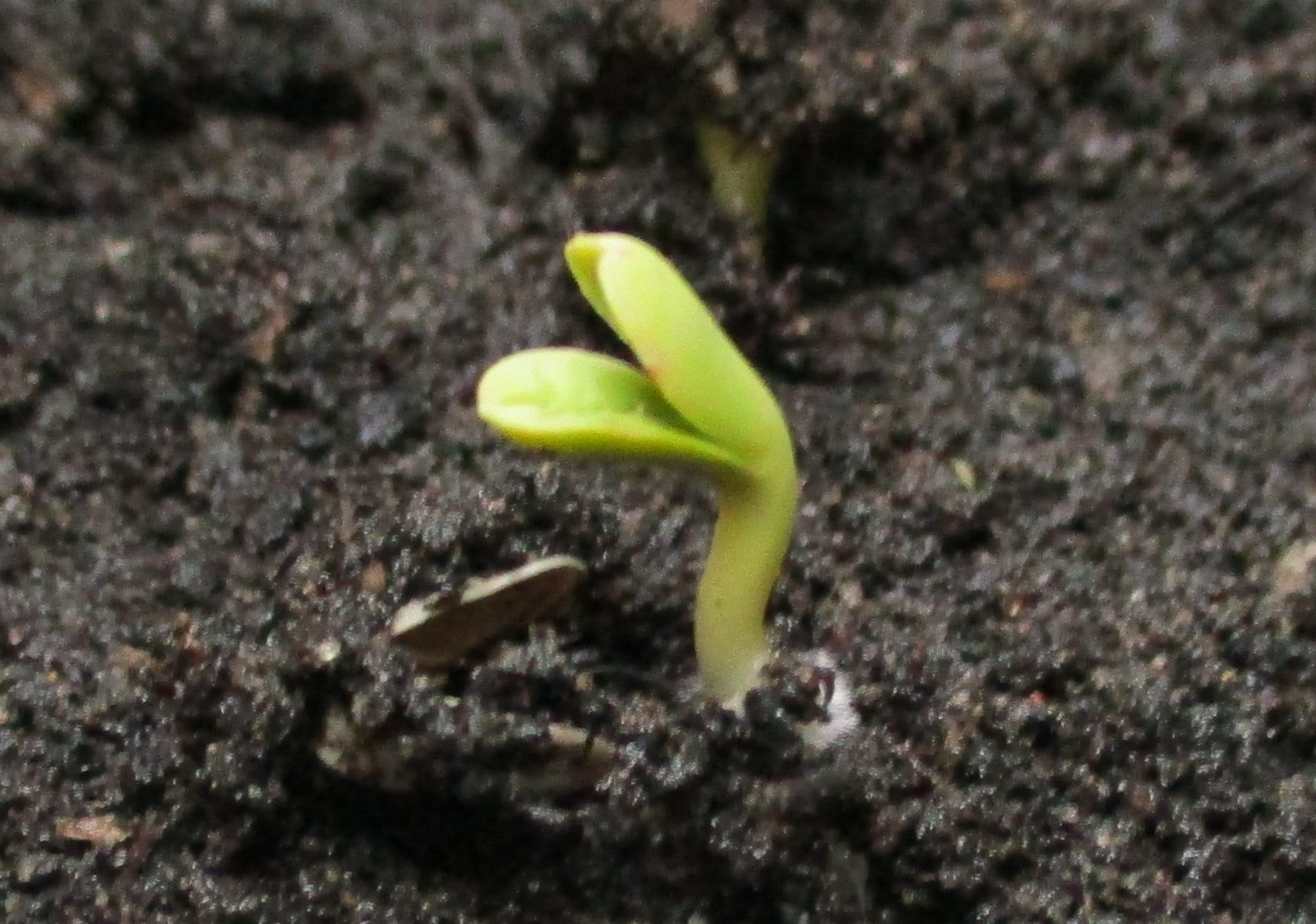 carthamus tinctoria seedling