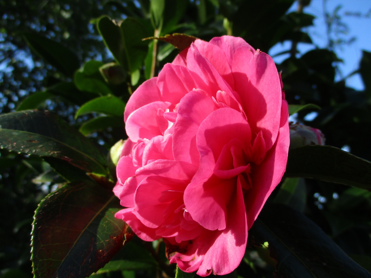 camellia