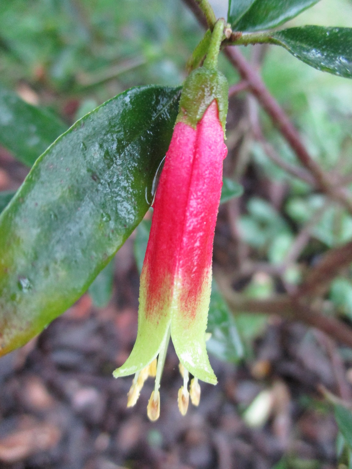 Correa schlechtendalii