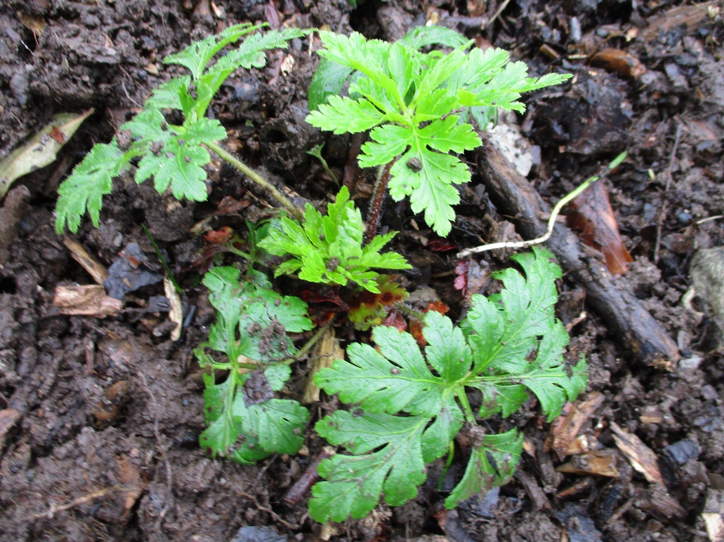 Geranium palmatum