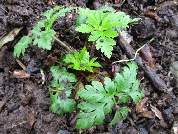 Geranium palmatum