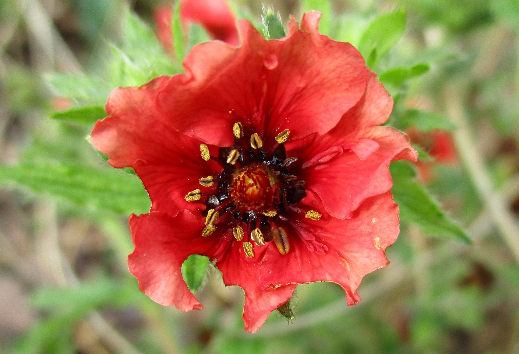 potentilla
