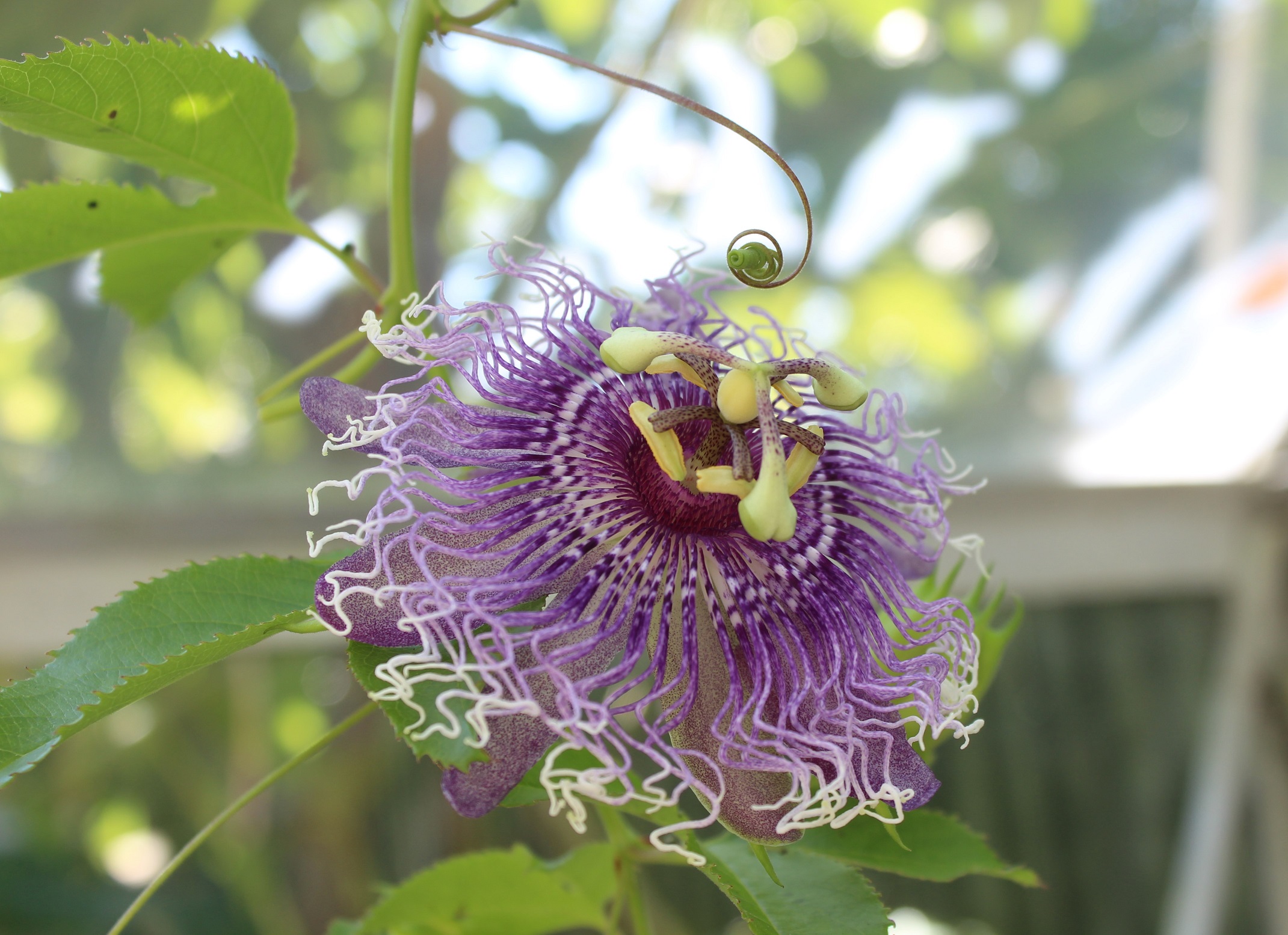 Passion Flower