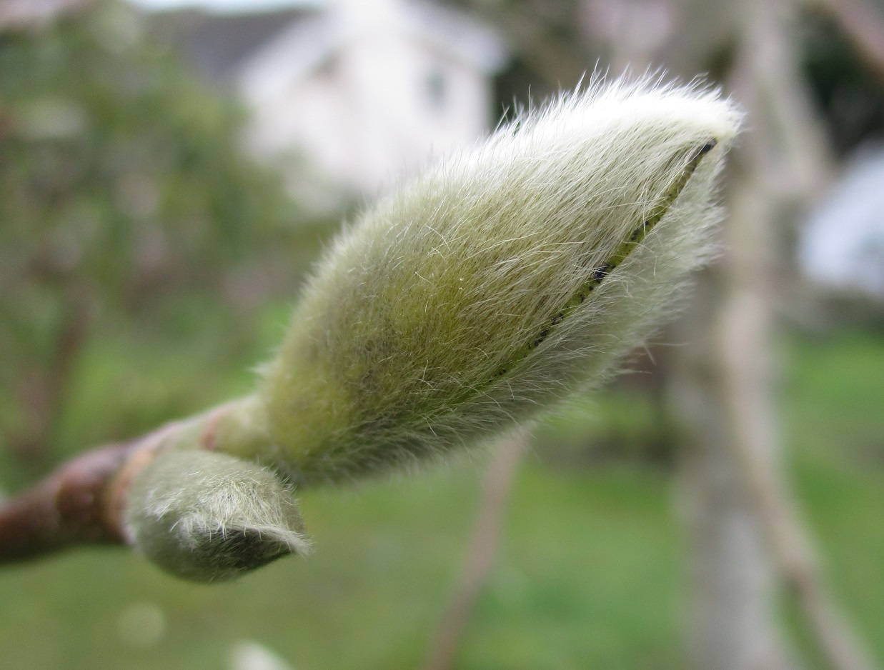 magnolia bud