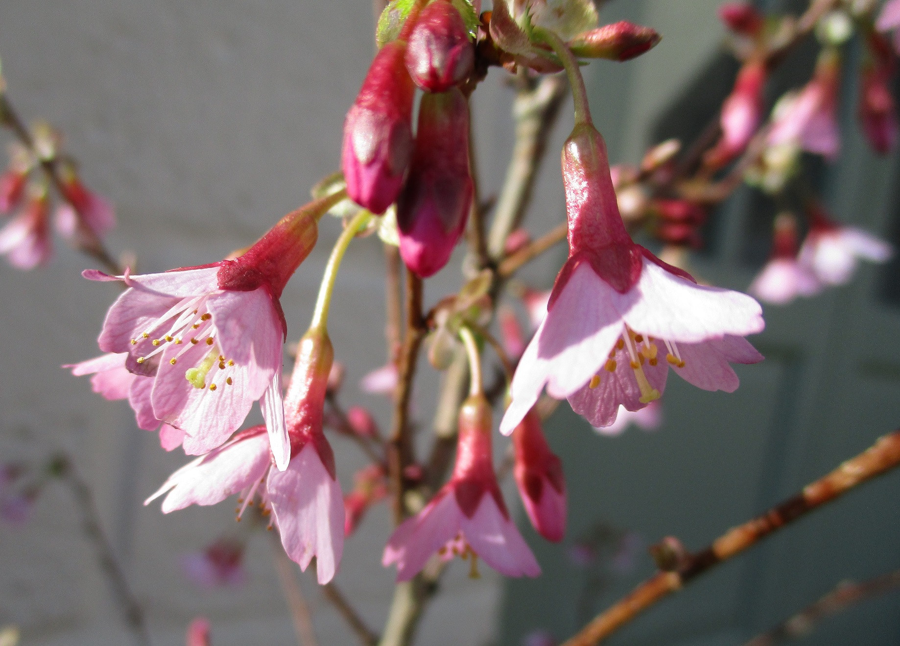 Prunus × incam 'Okamé'