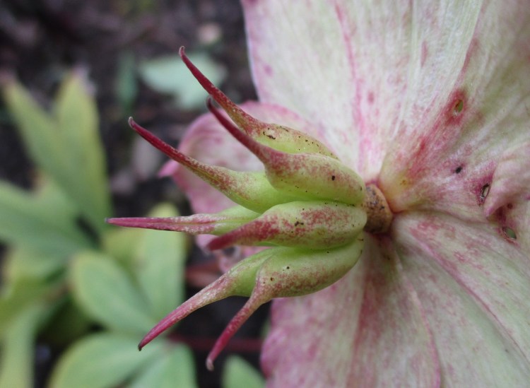 Hellebore seed head