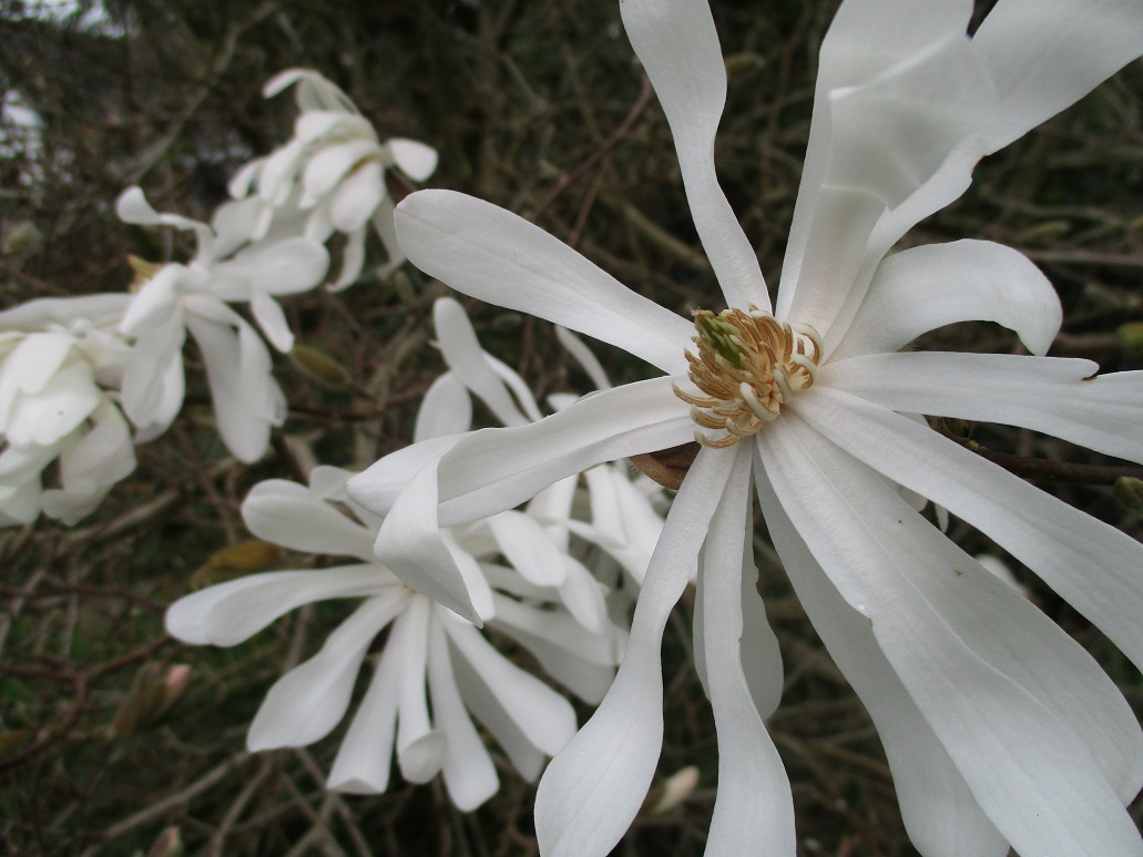 Magnolia stellata