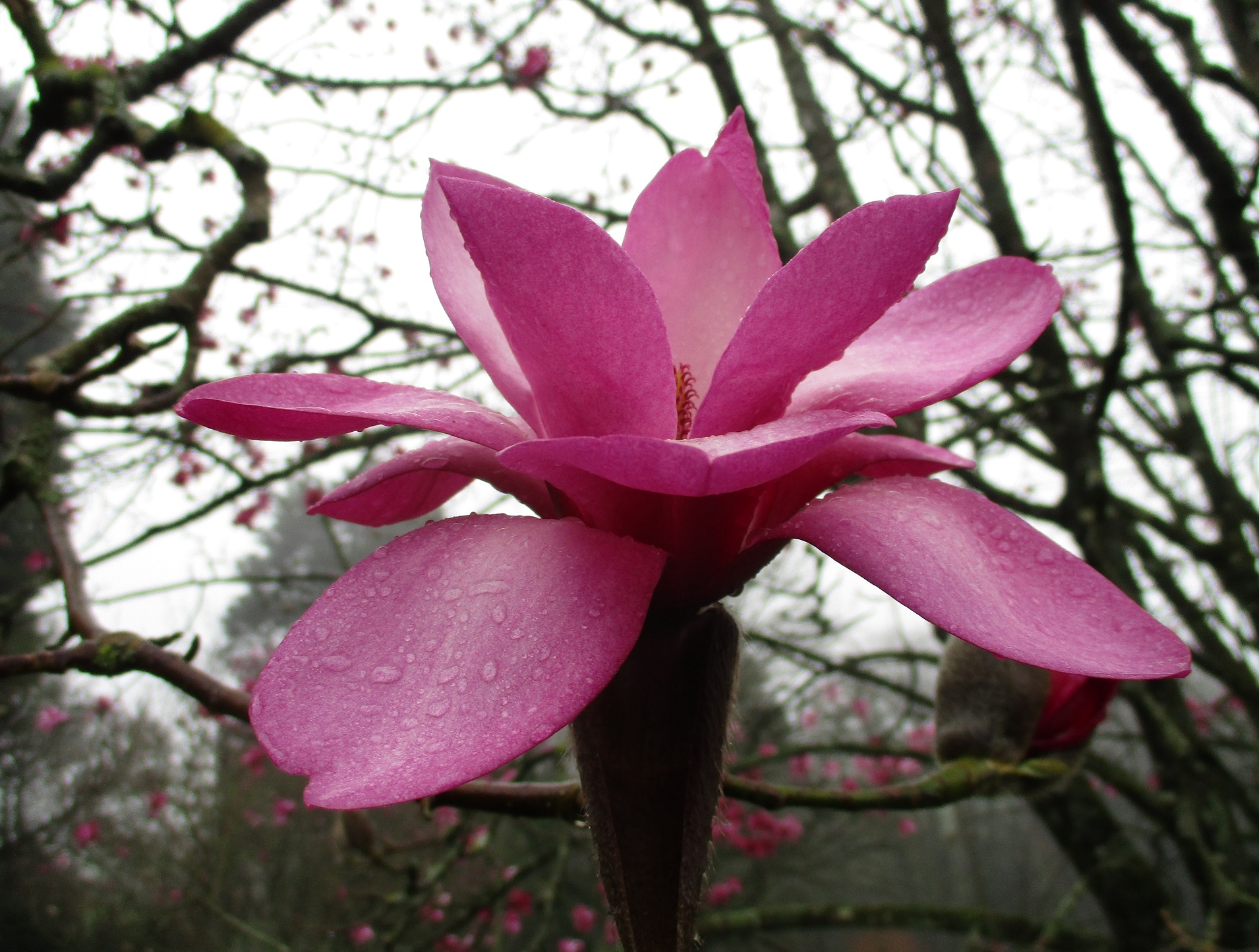 Magnolia Marwood Spring