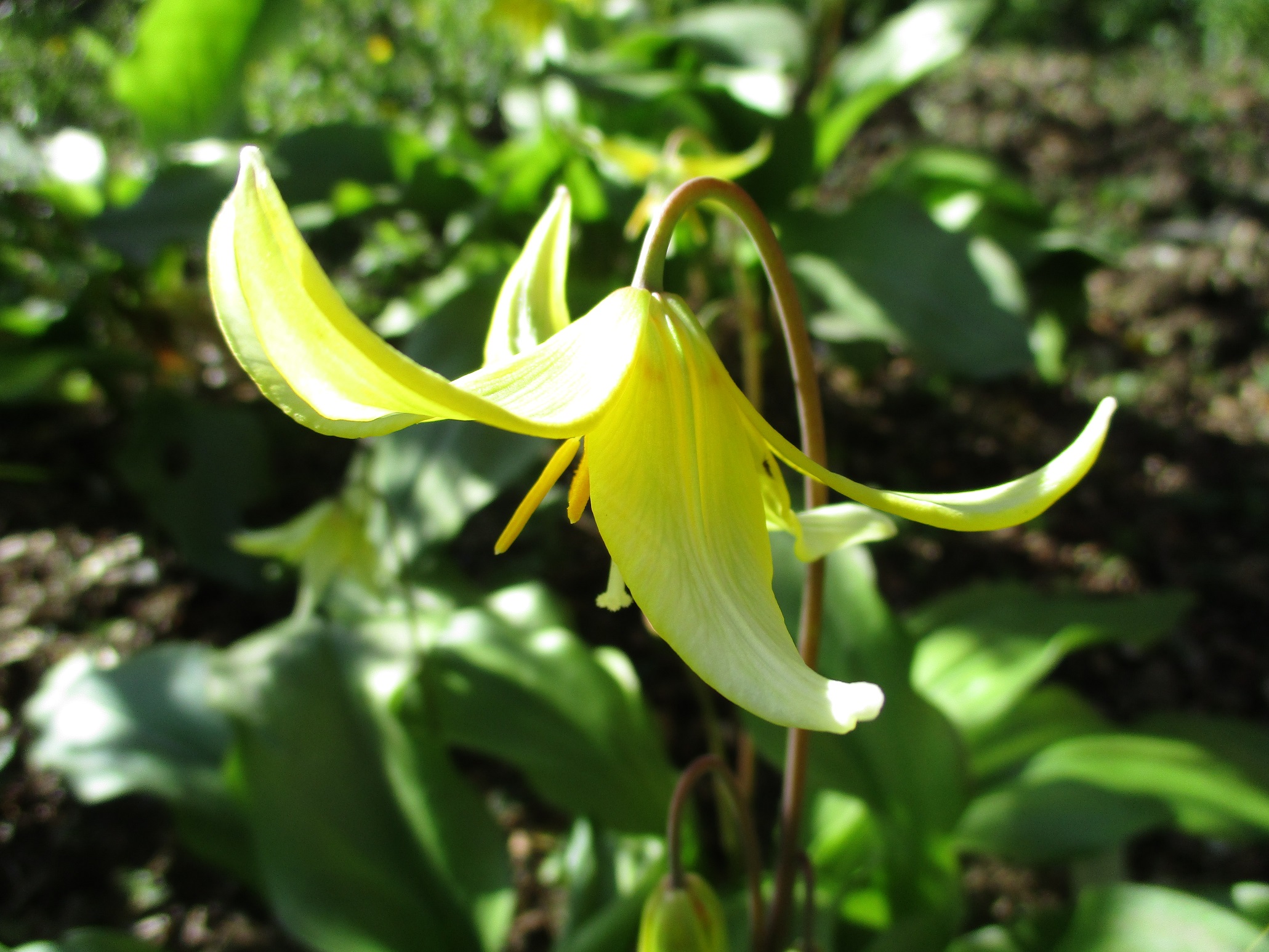 Erythronium
