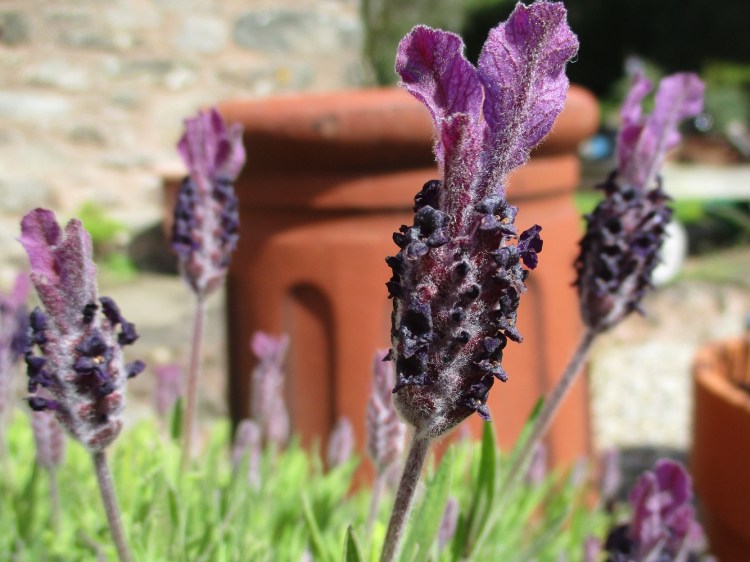 French Lavender