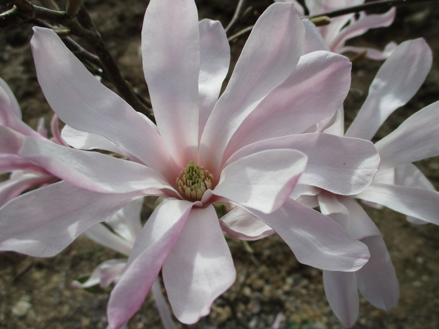 magnolia