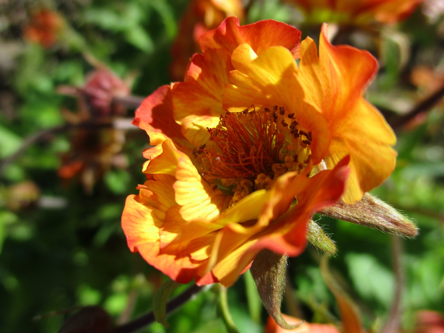 Geum 'Tequila Sunrise'