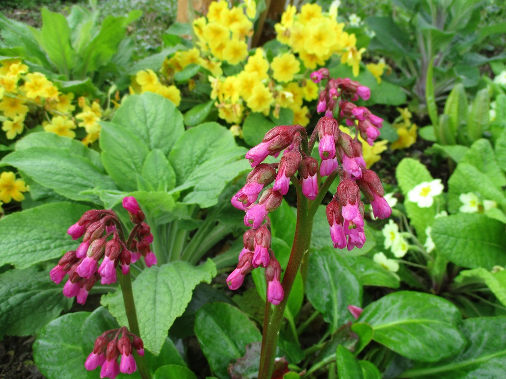 Bergenia Wintermarchen