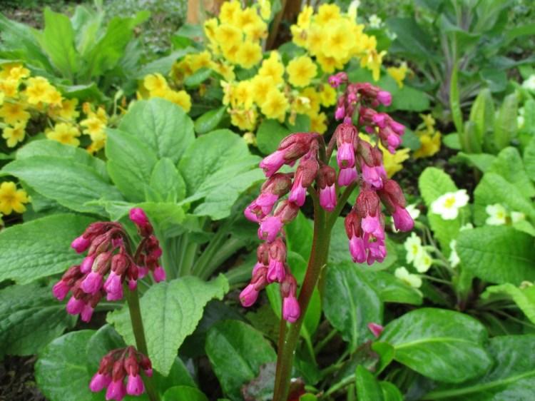Bergenia Wintermarchen