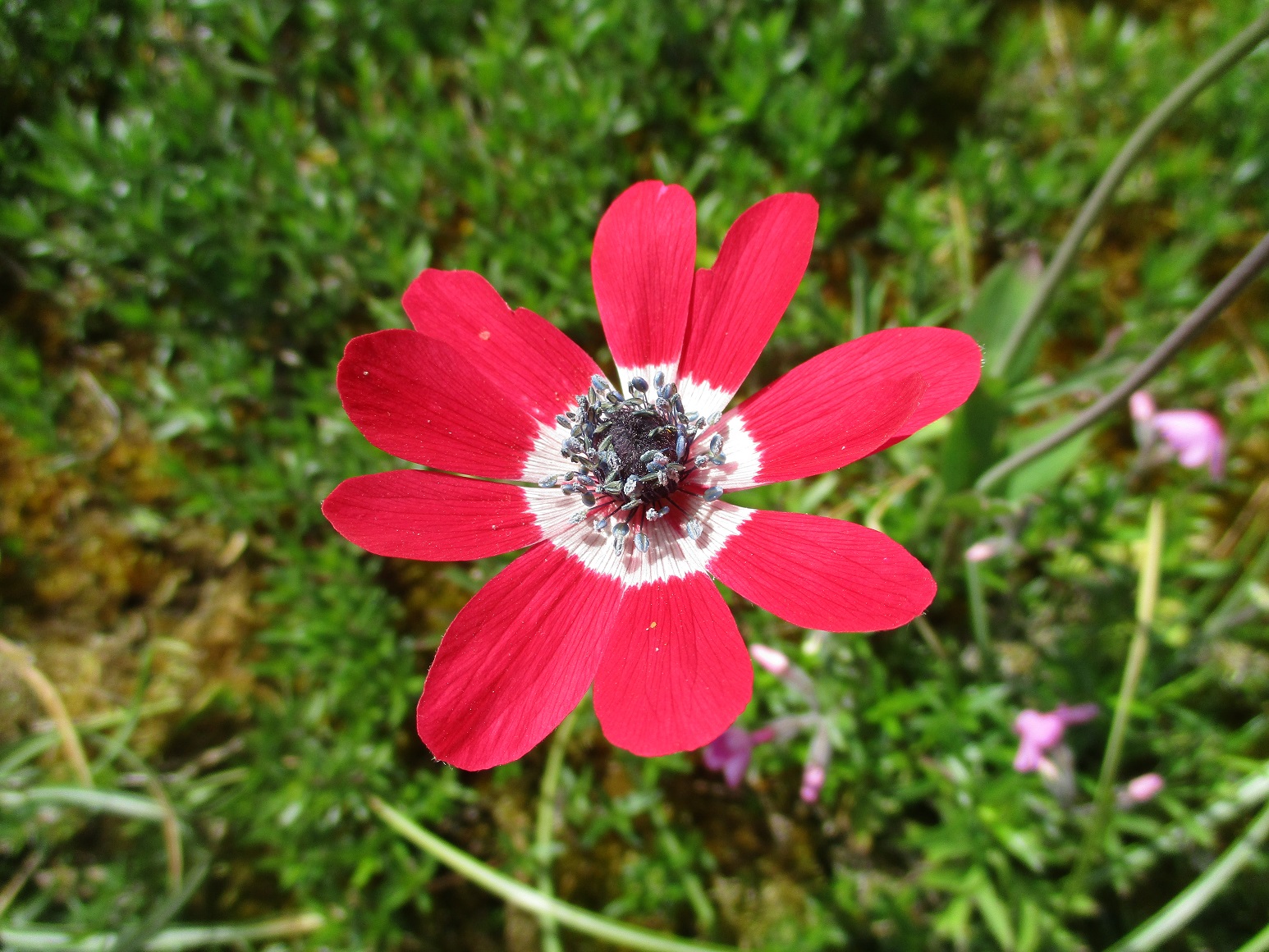 Kilver Court - Anemone