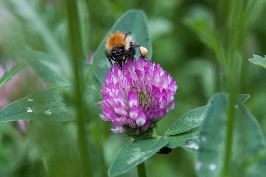 Bee and clover
