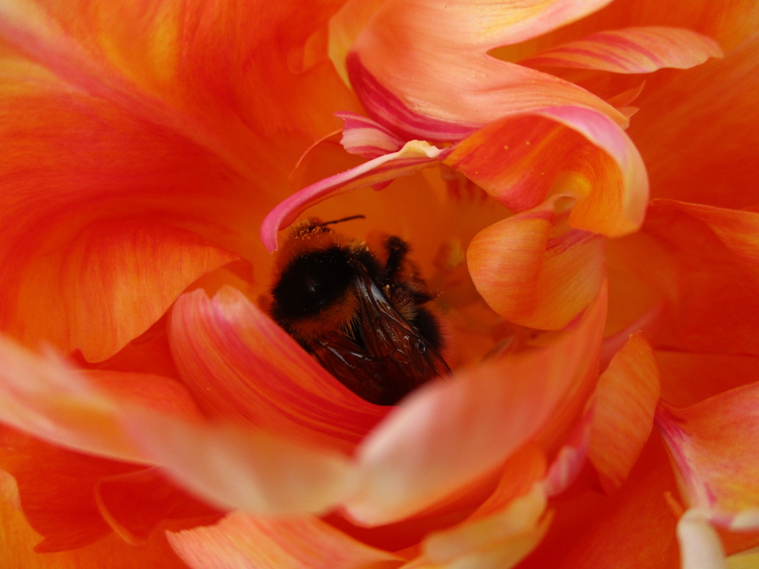 Tulip and bee