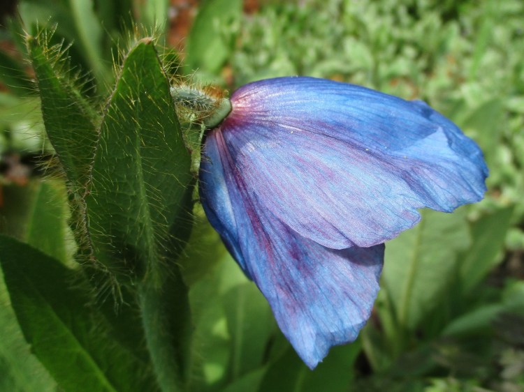 meconopsis