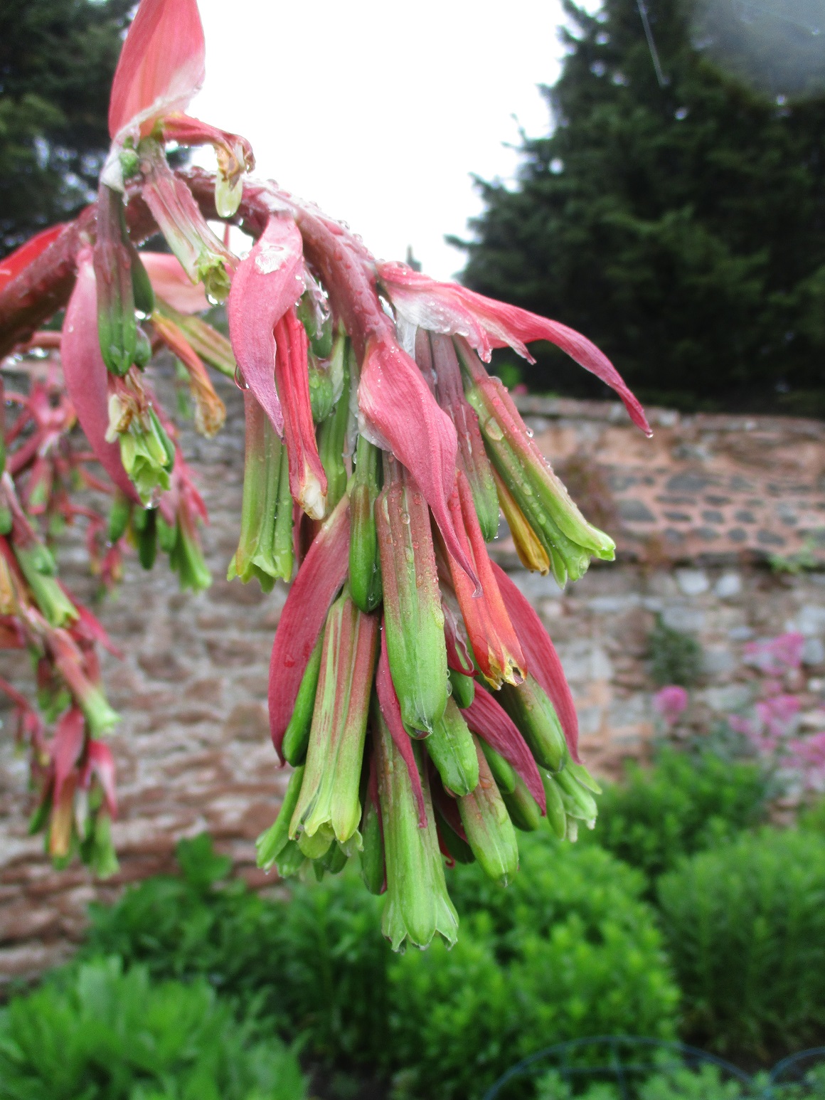 Beschorneria yuccoides