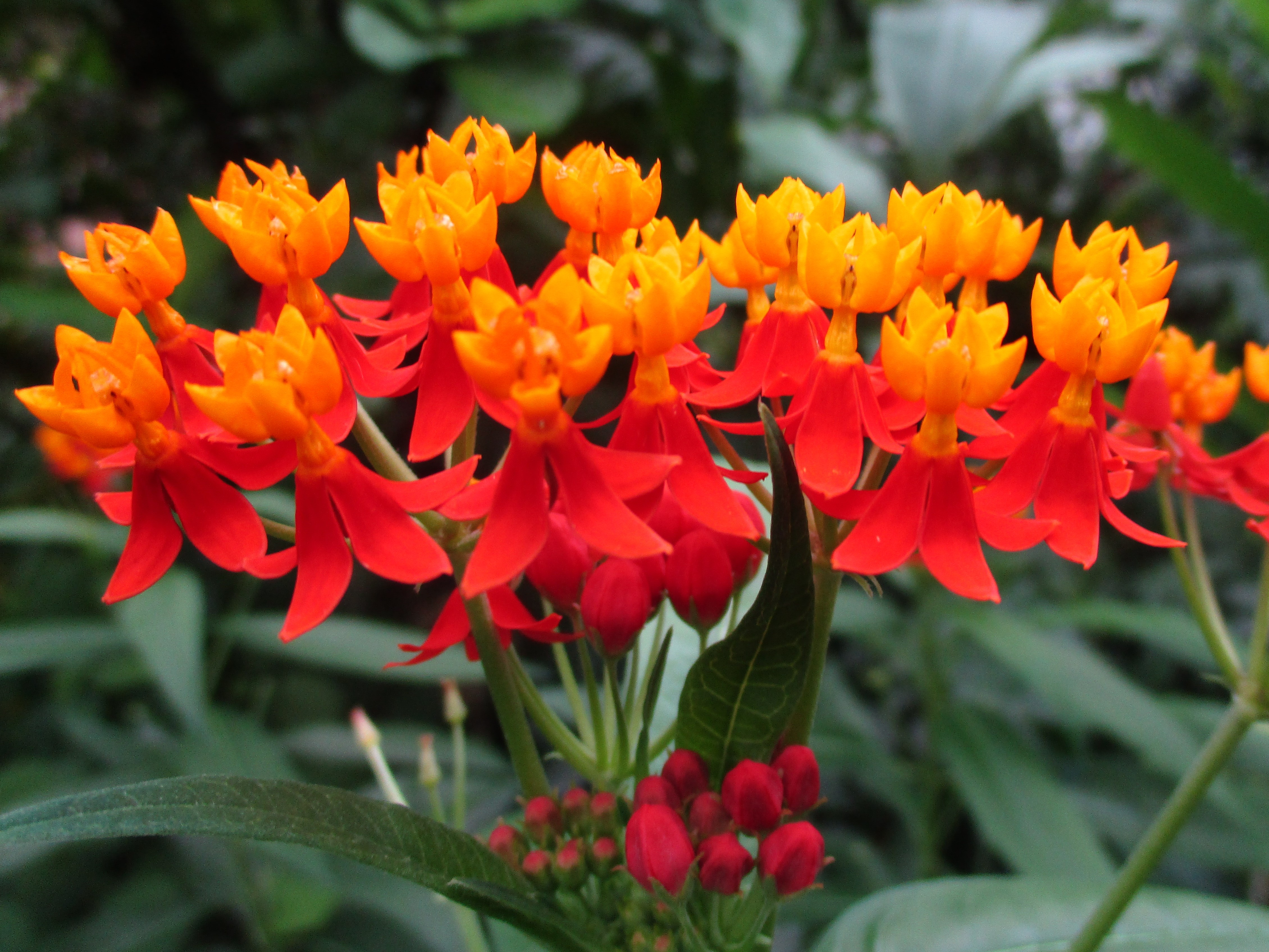 Asclepias curassavica, Bloodflower