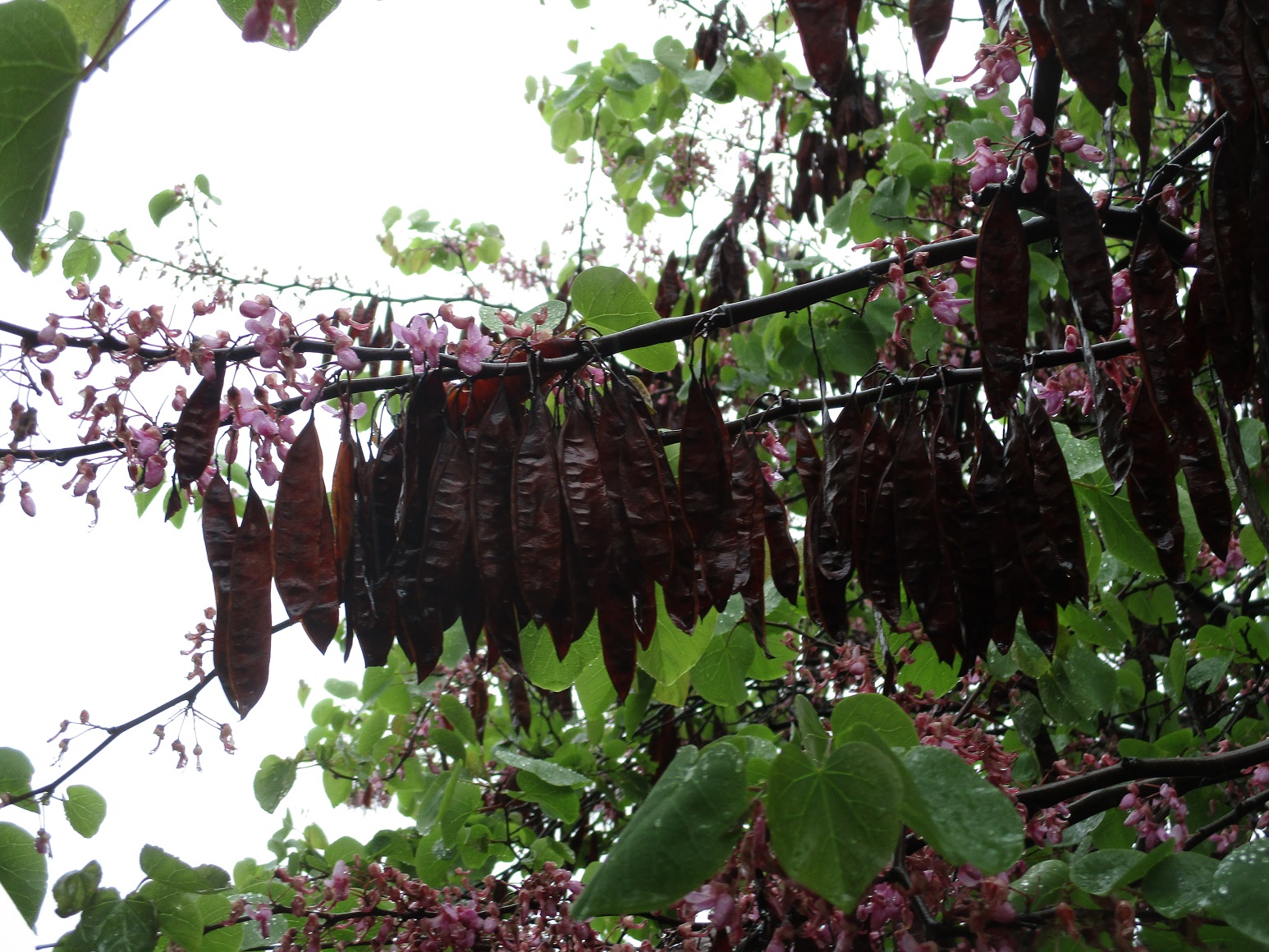 Judas Tree, Cercis siliquastrum