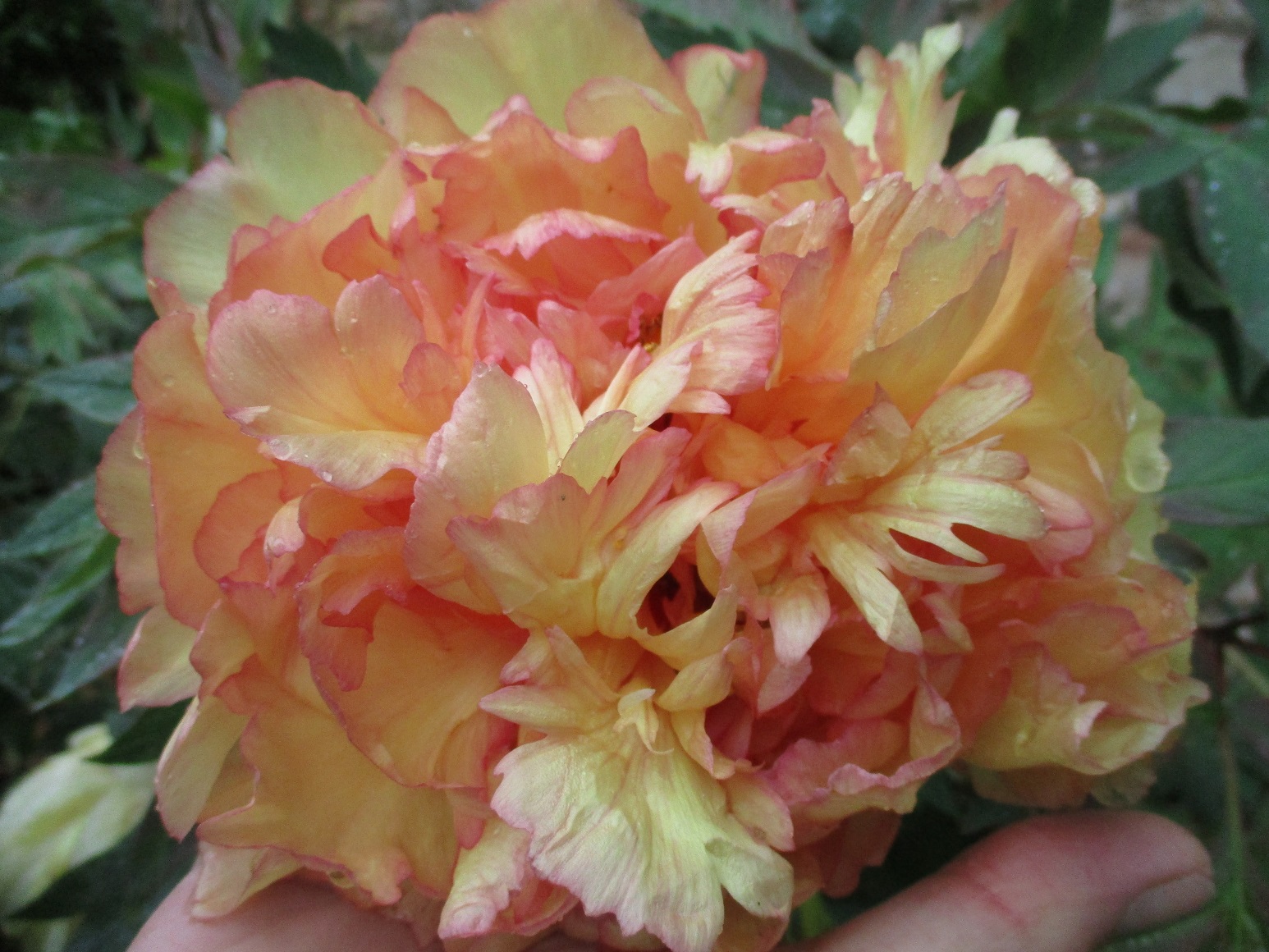 Paeonia x lemoinei 'Souvenir de Maxime Cornu'
