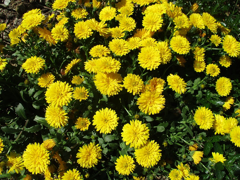 Calendula Power Daisy Sunny