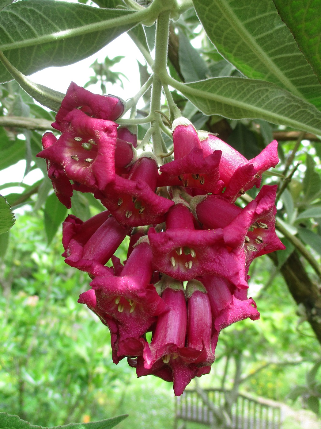 Buddleja colvilei