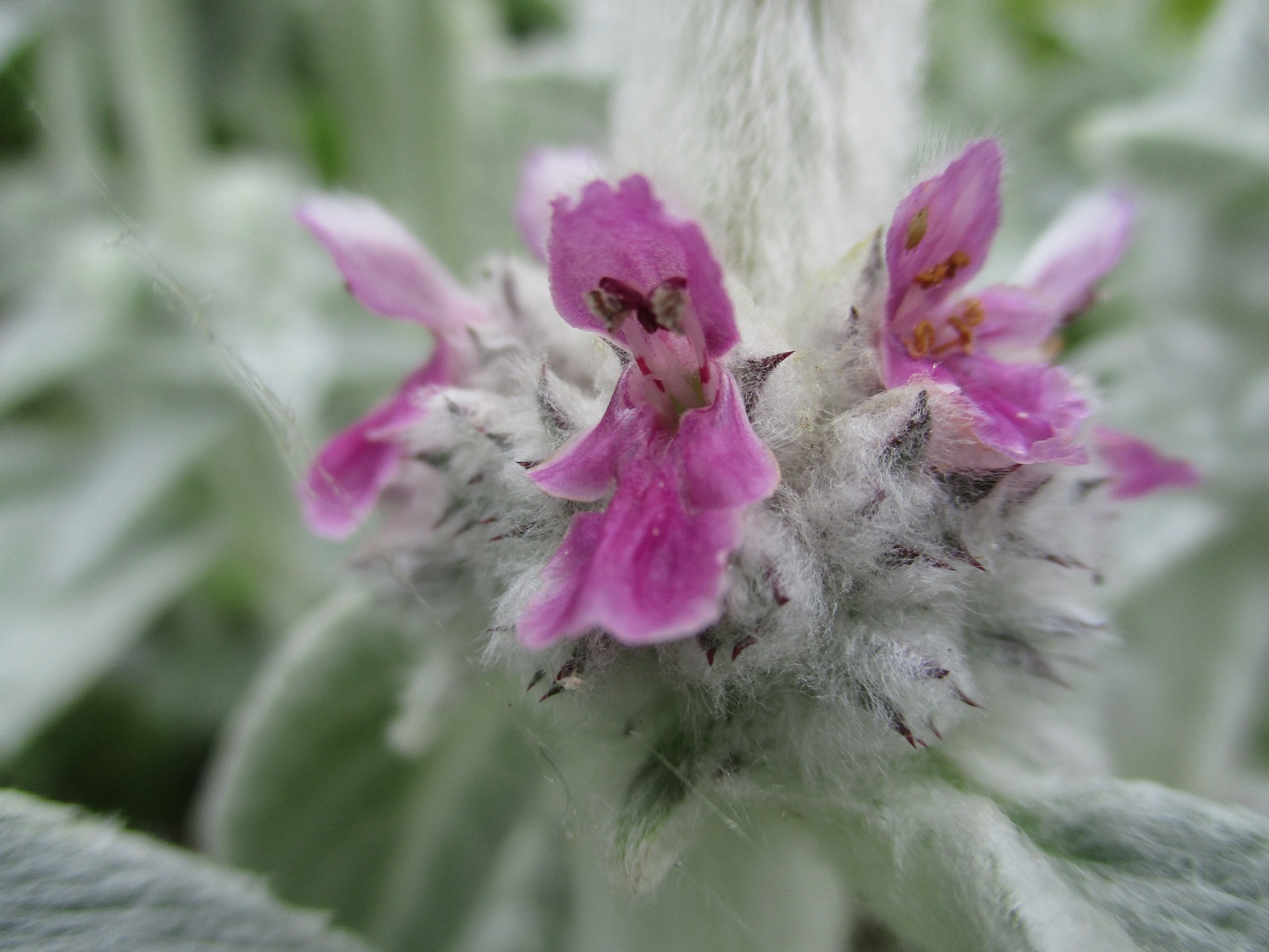 Stachys byzantina