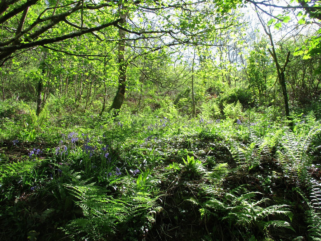 Bluebell wood
