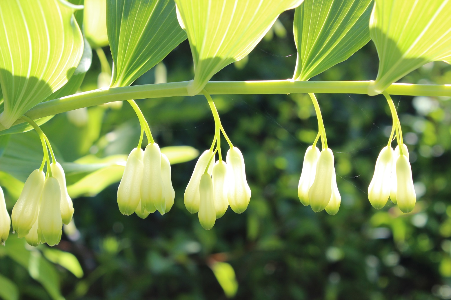 Solomon's Seal