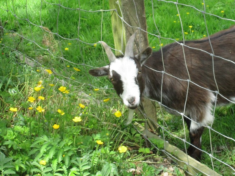 Pygmy goat