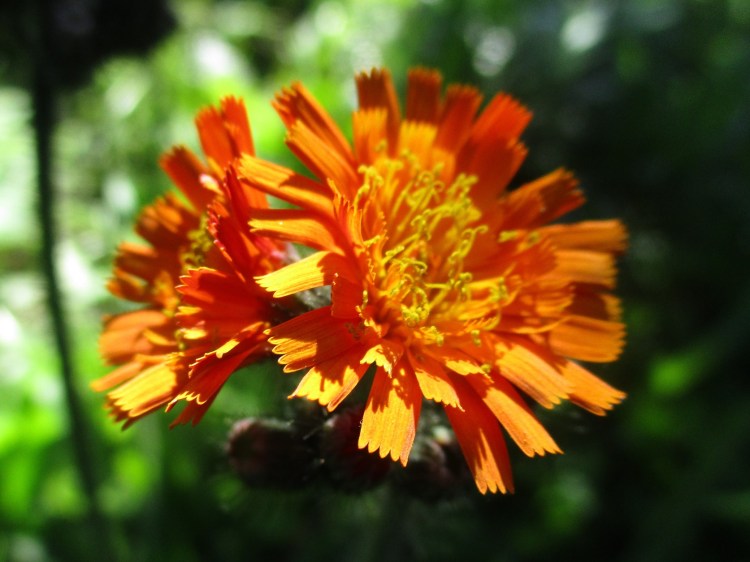 Pilosella aurantiaca