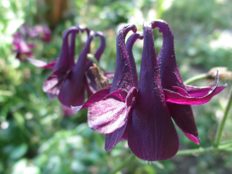 Aquilegia