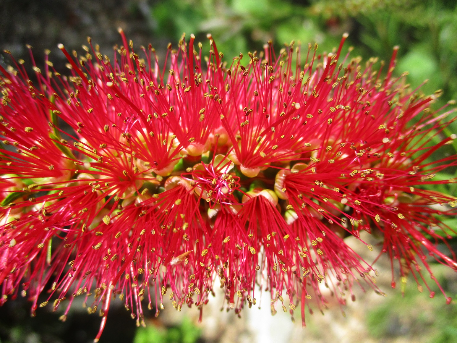 Bottlebrush