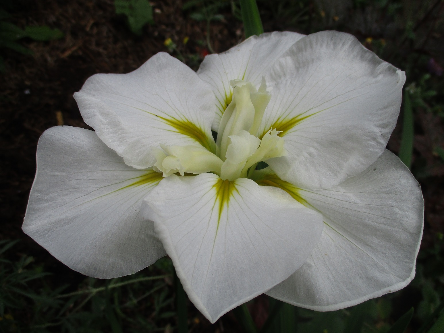 Iris ensata 'Moonlight Waves'