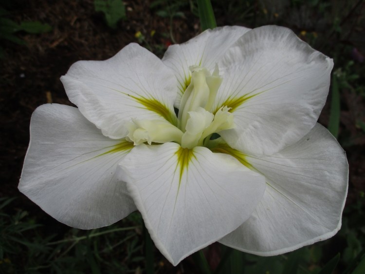 Iris ensata 'Moonlight Waves'