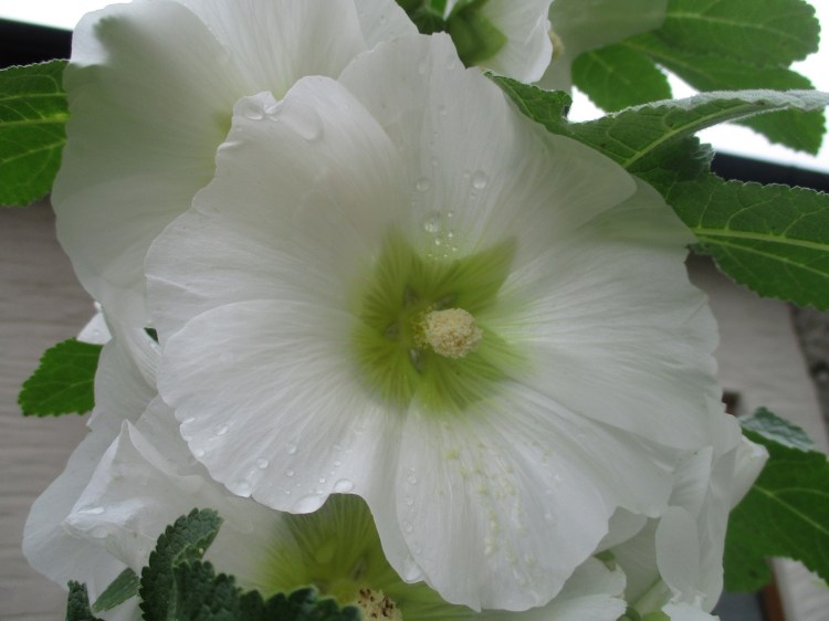 Alcea ficifolia