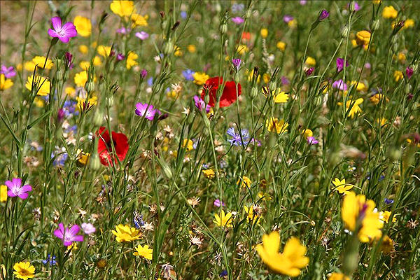 Meadow