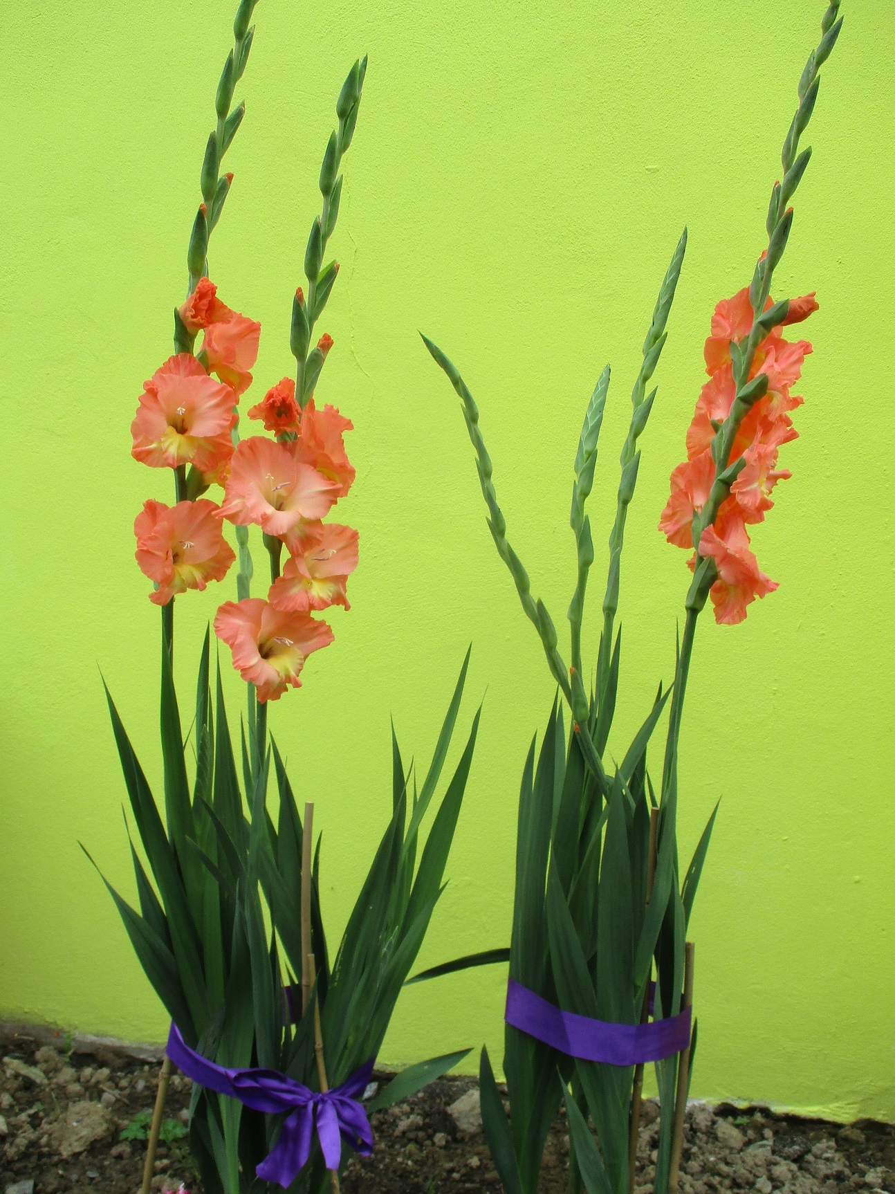 gladioli
