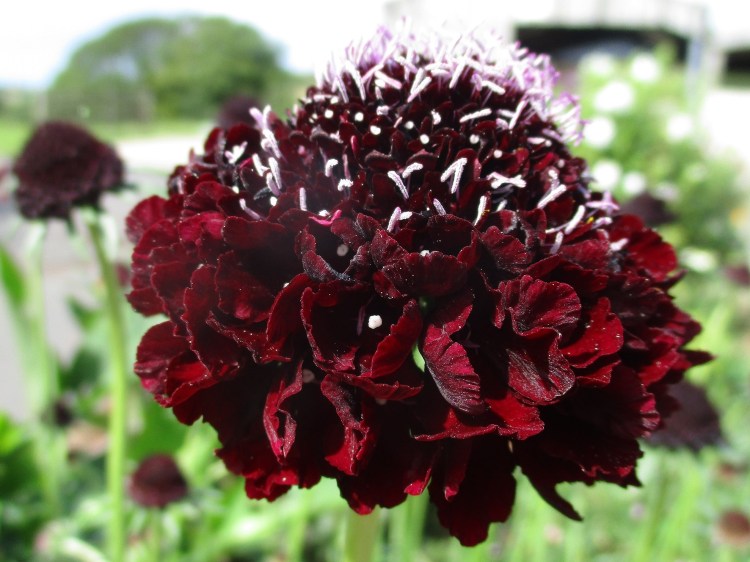 Scabiosa 'Plum Pudding'