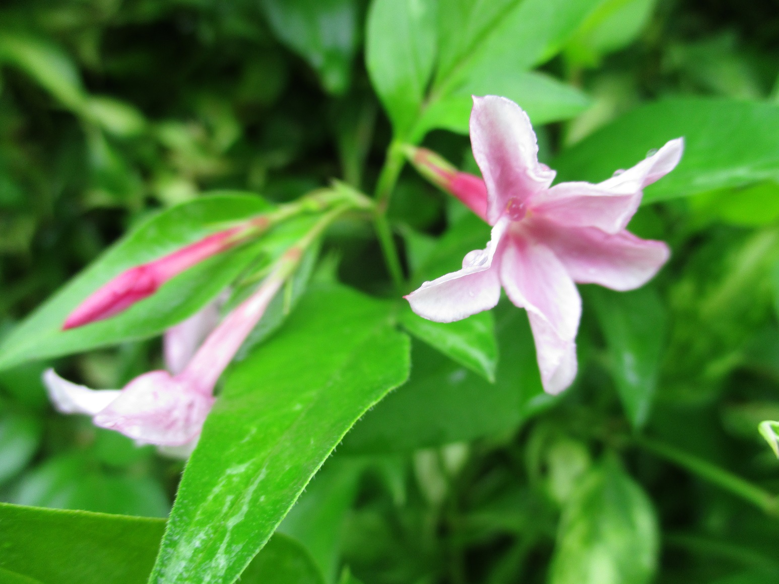 Jasminum x stephanense