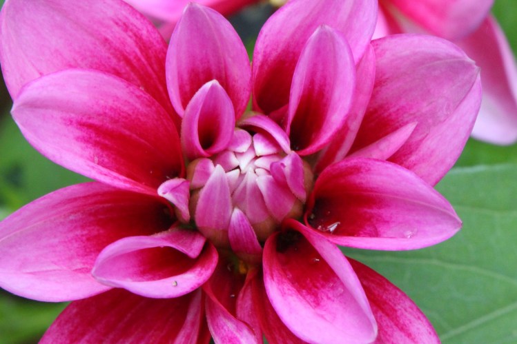 Dahlia Peggy's Pearler