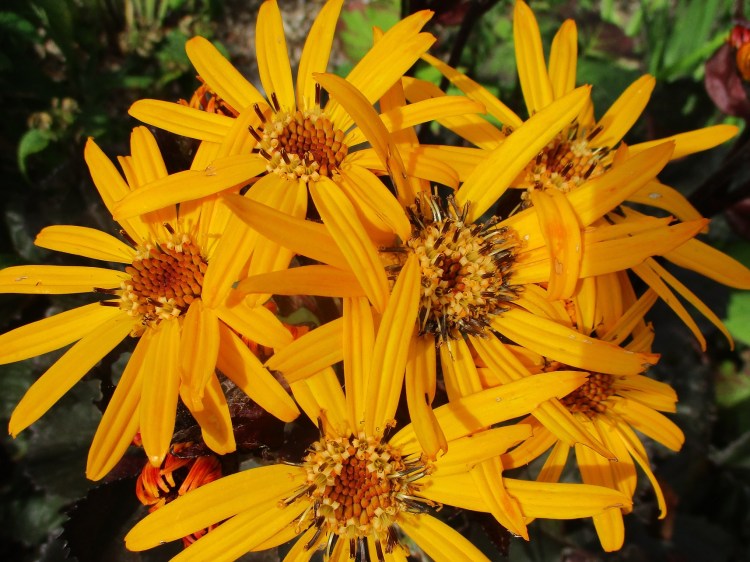 Ligularia dentata 'Desdemona'