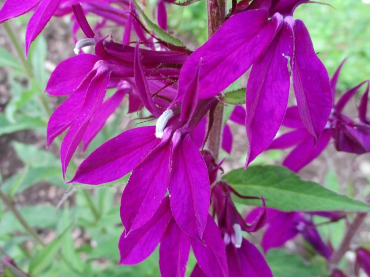 Lobelia Hadspen Purple