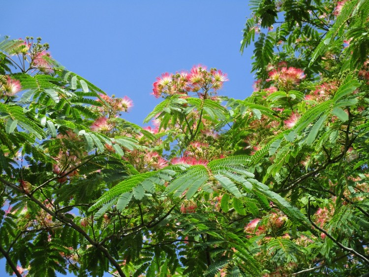 Albizia julibrissin