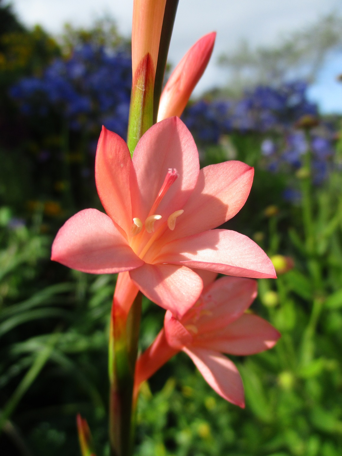 watsonia