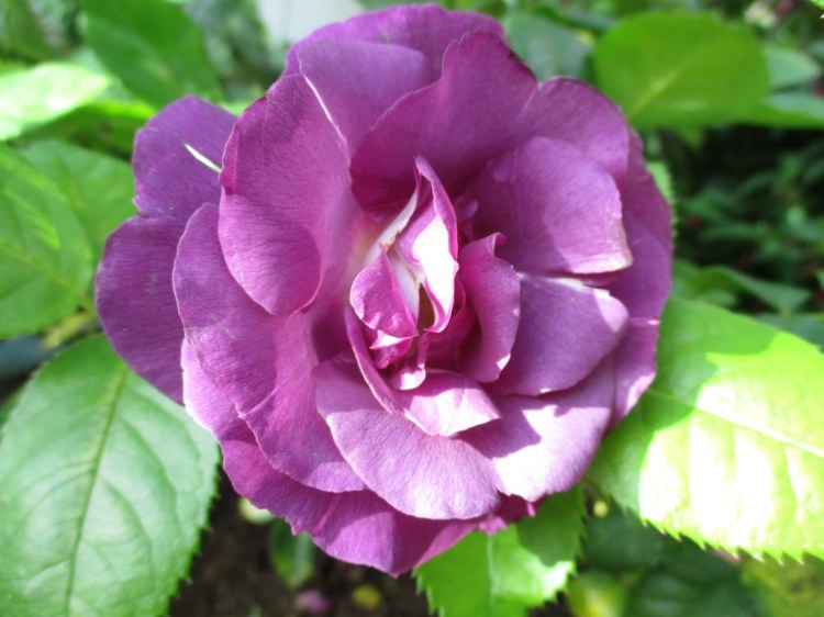 Rosa 'Rhapsody in Blue'